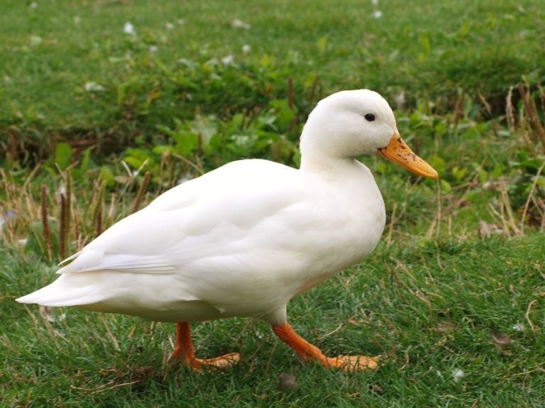 Marreco da raça Pequim Branco caminhando sobre a grama, ideal para criação comercial